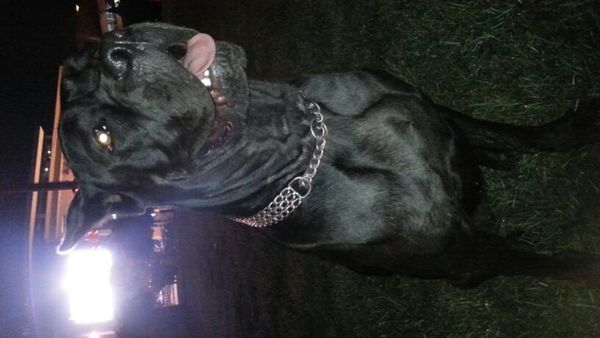 我家卡斯罗十一个月了还没发情,一般的不都八