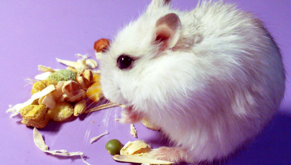 怎样判断仓鼠是否怀孕