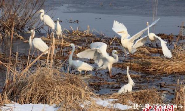 中俄界湖迎来大批“北迁”候鸟 比往年早10天 中俄界湖迎来大批“北迁”候鸟 比往年早10天
