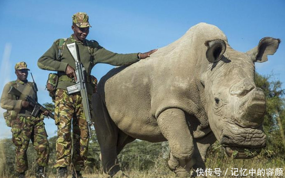 世界上人和动物感动瞬间,非洲保育员陪犀牛宝