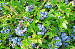 蓝莓开花结果的时间和新苗几年结果_360问答