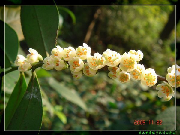 这是什么植物?请教植物分类专家。_360问答