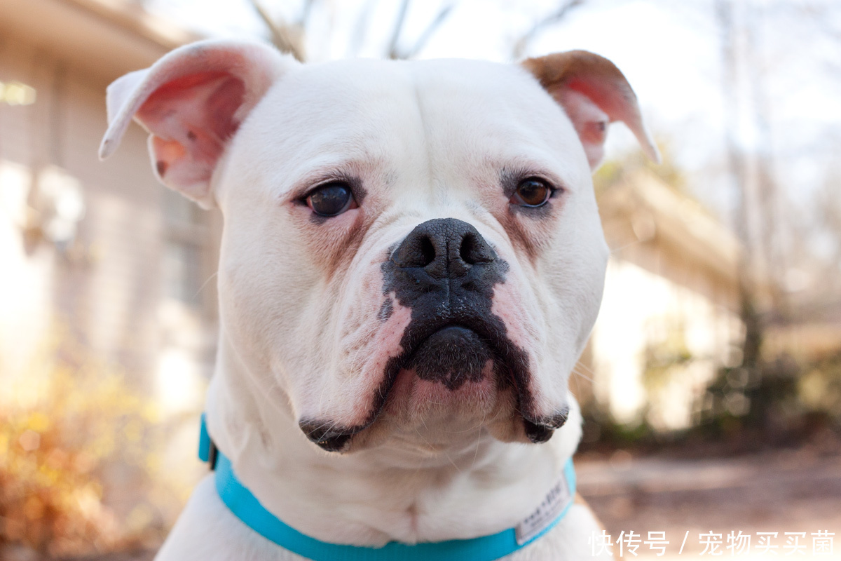 狗狗出现泪痕了怎么办!不用慌!给你介绍泪痕形