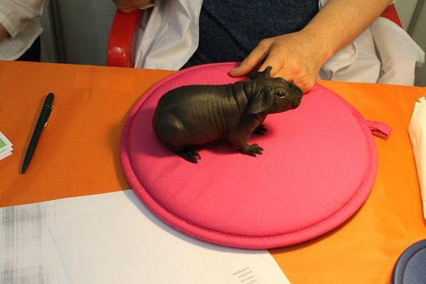 哪里有无毛荷兰猪 就是无毛豚?_360问答