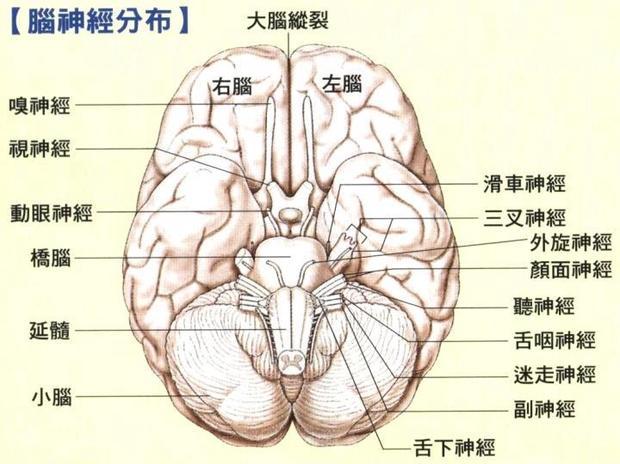 中脑,脑桥,延髓与哪些神经相连?并指出在脑干背侧相连