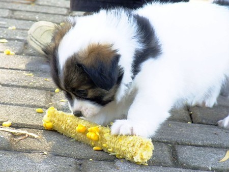 狗可以吃玉米吗 最好是弄碎了给狗狗吃_360问