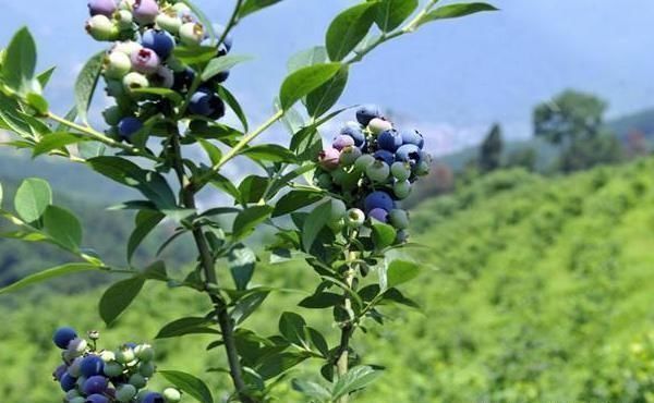 2019年10个农村不起眼的商机