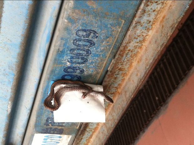 这是什么蛇? 据说是台湾小头蛇看着有点不太像