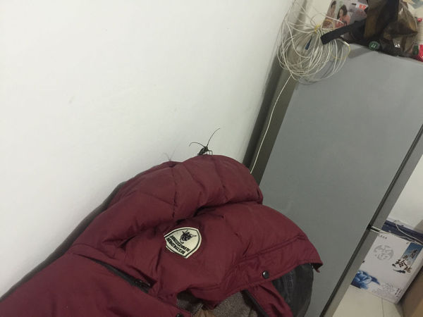 请问这种是什么昆虫?有毒吗?_360问答