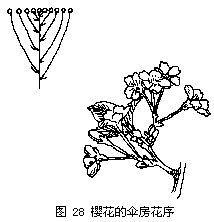 伞房花序