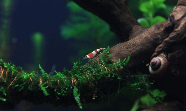 獨山縣玉水鎮(zhèn)欣怡水族馬尾繡工藝品廠（獨山縣玉水鎮(zhèn)欣怡水族馬尾繡工藝品廠電話）