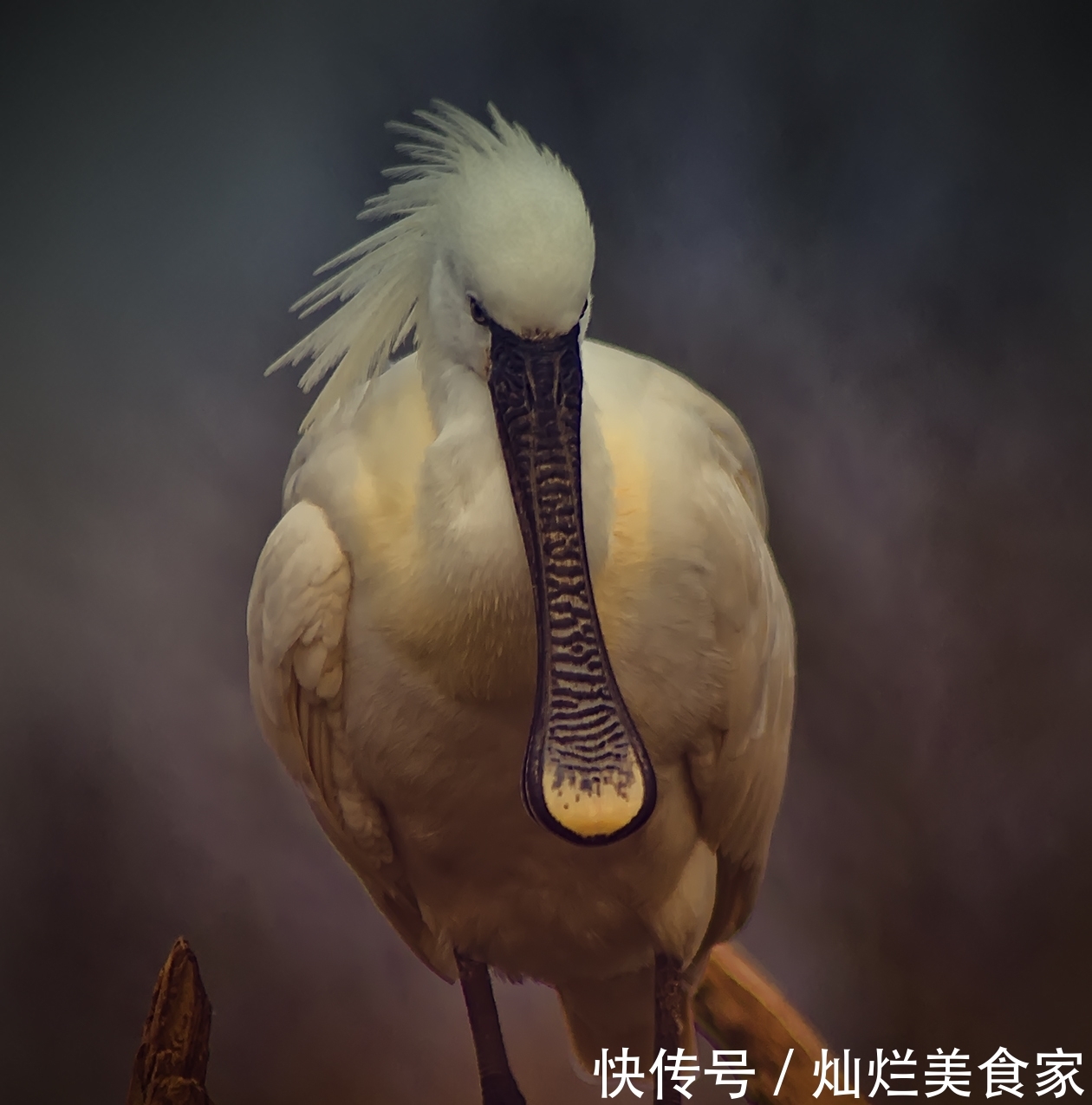 脸上像是安了一对长柄勺子,鸟类中随身自带厨具的吃货 买球网站开户官网