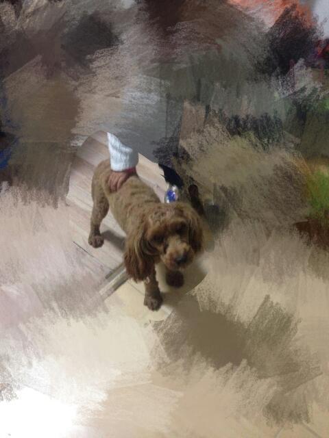 求这只狗是什么品种,像泰迪又不像,嘴巴是尖的