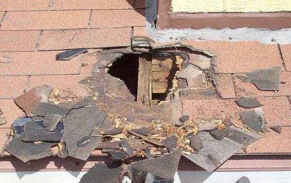 这种动物神出鬼没,常在半夜偷吃东西搞破坏,被