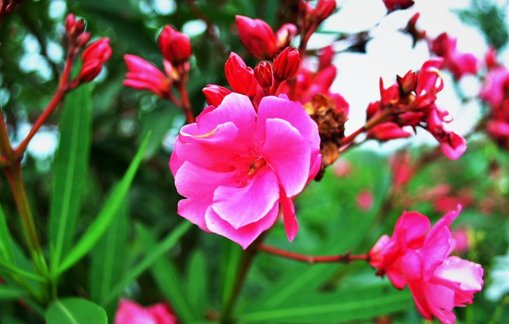 [转载]绮丽琼花夹竹桃