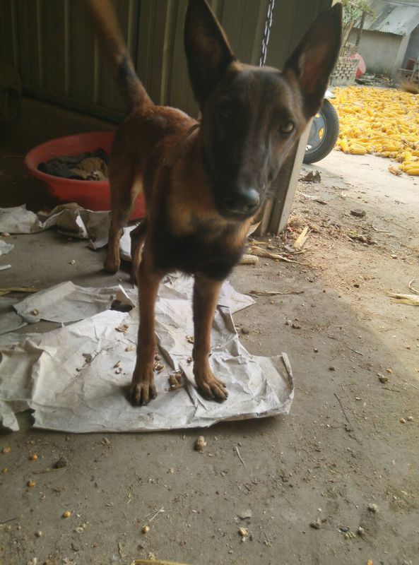 我家的马犬还有三个月就一年了,怎么还是这么