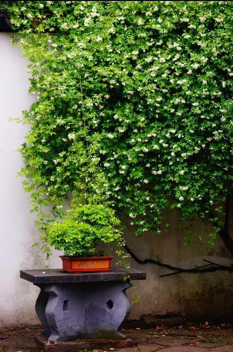 江浙沪又一网红打卡地!有轨电车穿过海棠花海,2元直达太湖