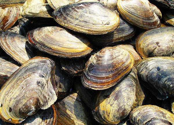 客家话池塘里的抗子是什么_360问答