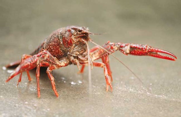 龙虾黑鳃病防治方法_360问答