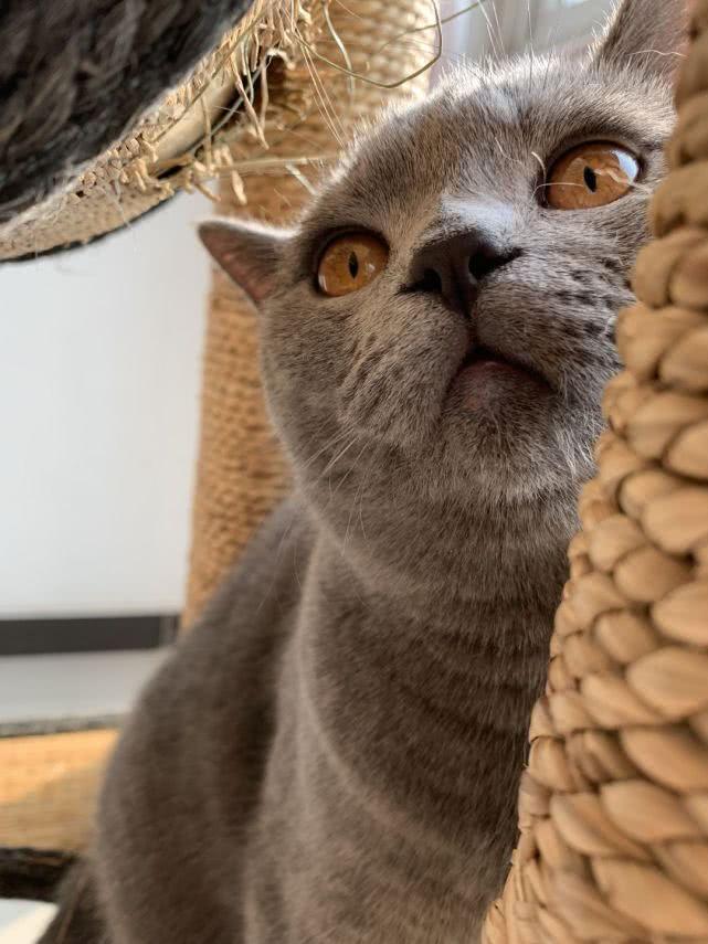 猫界哈士奇是它?猫咪打翻主人的奖杯,铲屎官气得发飙 缅甸皇家娱乐在线