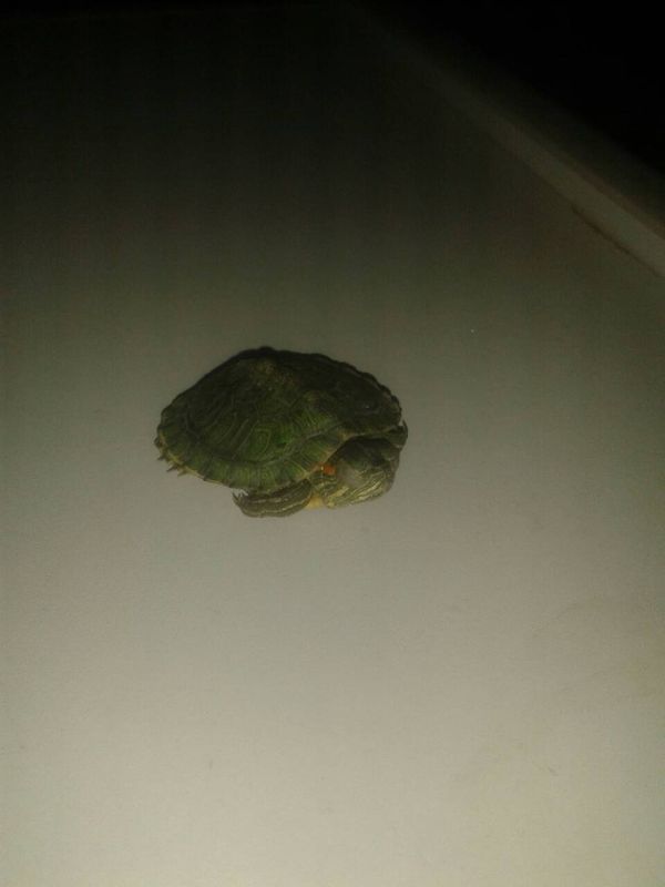 小小乌龟,是什么种类的?这么小,怎么养?他会吃