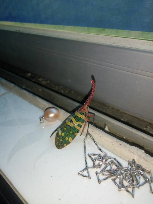 谁知道这是什么昆虫?有毒吗?_360问答