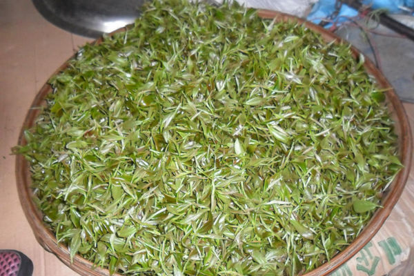 我是一个普通的茶民,我想注册一个品牌要走哪