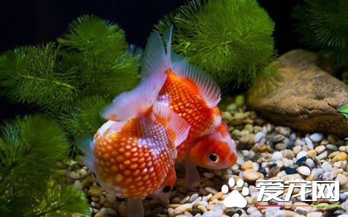 夏天金鱼怎么养 夏季养金鱼需注意十大问题_3