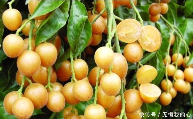 常吃农村里的此果,能养血养颜,促进消化,排毒养