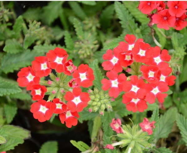 有种花会开很多小红花簇拥一起,叶子有点毛绒