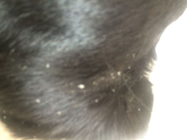 狗狗五哥多月了,现在身上有好多白色的东西 .像