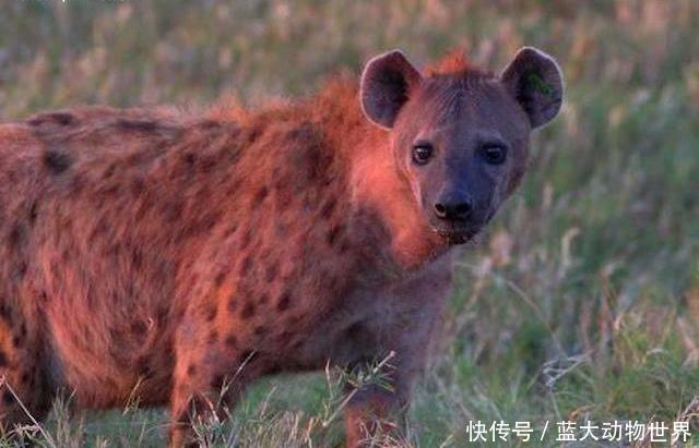 非洲掏肛哥鬣狗非常残暴, 那它有天敌吗, 看完