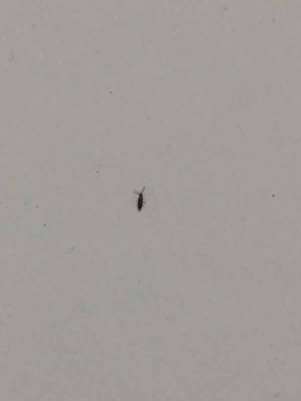 求问怎么杀光墙上的虫子?好像是跳虫还是什么