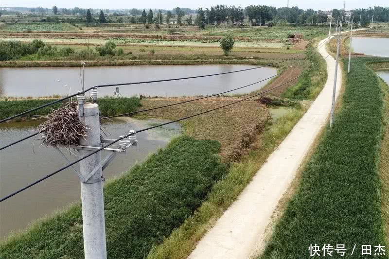 供电公司在电杆上放了许多条蛇！原因让大家折服