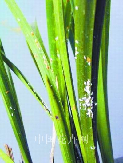 请问大家知道我家的兰花得了什么病吗?需要怎