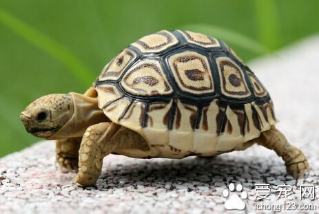 豹龟吃什么 完全的素食主义者_360问答