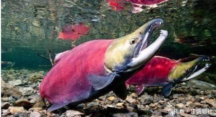 这种鱼回游产卵,逆流而上,飞跃瀑布,用自己的肉