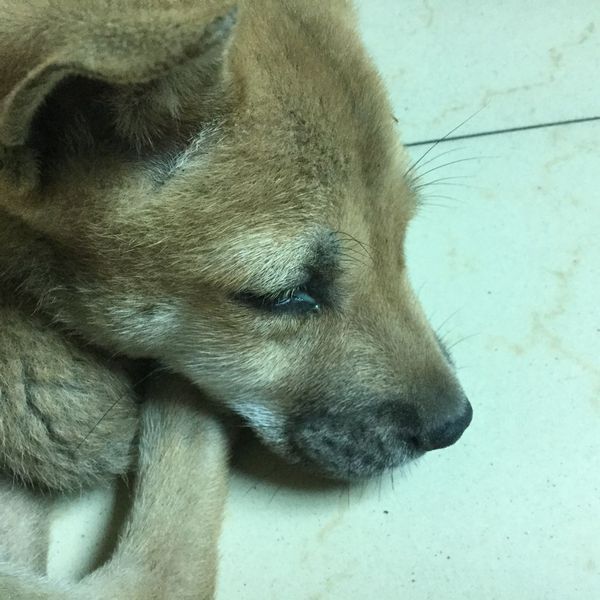 我家的狗狗眼睛里有点眼屎,吃什么药最好,又可