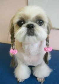 陈赫家的狗是什么品种_360问答