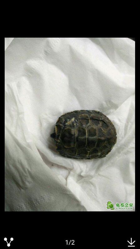 请问我的小草龟是腐甲还是烂甲啊?我已经碘伏