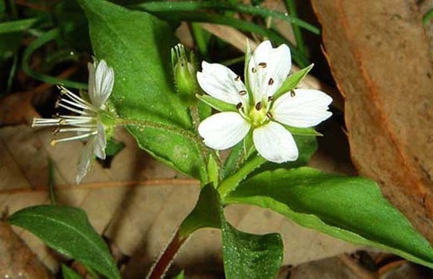 江苏种植什么药材最赚钱_360问答