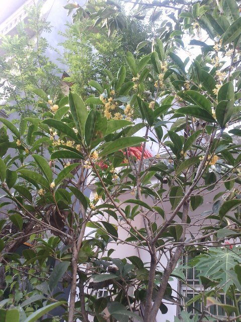 我家有棵桂花树不知道是什么品种希望大家看下