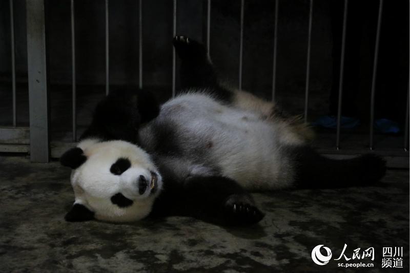 成都大熊猫"绩丽"成功产下一对龙凤胎