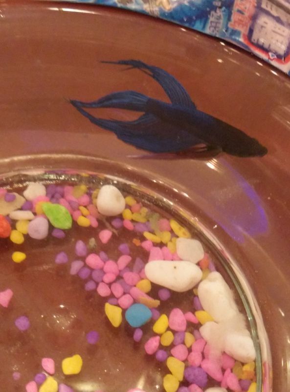 这两条泰国马尾斗鱼那个是公的?_360问答