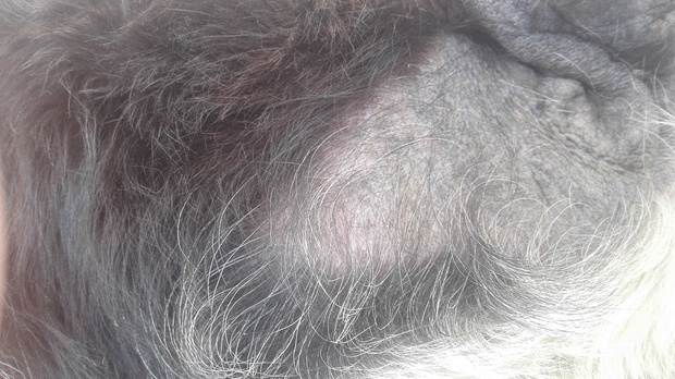 狗狗总是抓还用嘴咬,毛都掉了_360问答