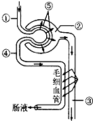 如图是泌尿系统的组成图,据图回答:(1)在肾小囊