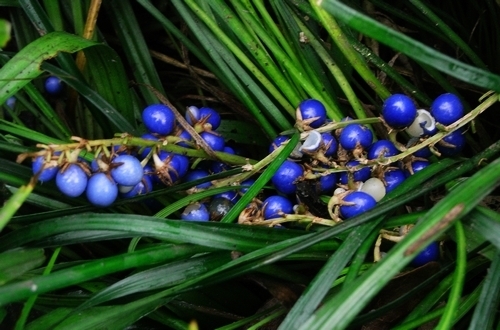 长得像韭菜上面还结蓝色圆的珠子是什么植物_