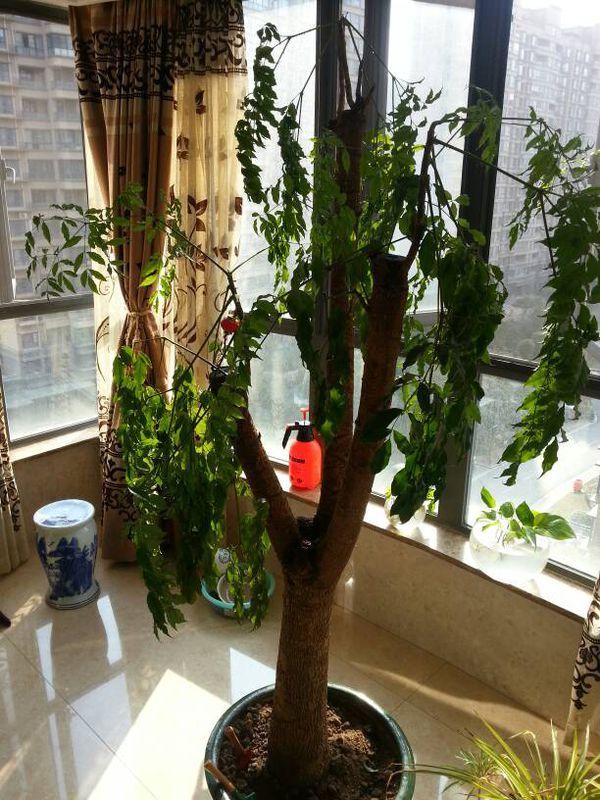 家养的幸福树叶子下垂怎么救_360问答