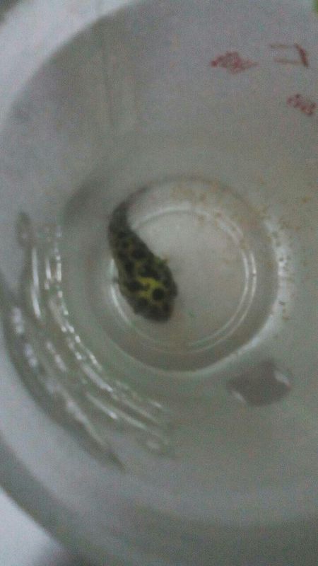 这是什么热带鱼头顶荧光,身上豹纹,上粗下细,尾