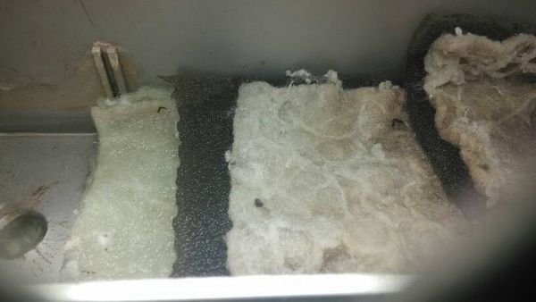 我家的鱼缸过滤棉上出现了好多虫子,我想问问